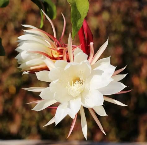 曇花|Epiphyllum oxypetalum